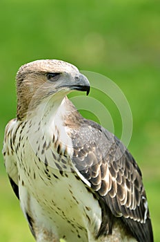Changeable Hawk Eagle (Nisaetus limnaeetus)