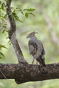 Changeable Hawk Eagle sitting on a tree bark at Tadoba Tiger reserve Maharashtra,India