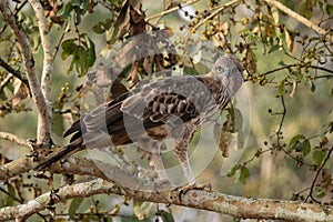 Changeable Hawk-eagle - Spizaetus cirrhatus, beautiful large bird of prey photo