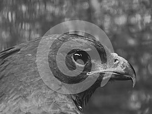 Changeable Hawkeagle in Black and White