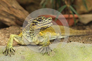 Changeable Lizard photo