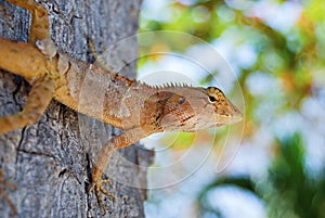 Changeable Lizard. Agamidae Calotes