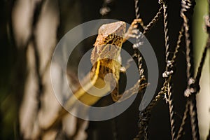 Changeable Lizard. Agamidae Calotes versicolor on net