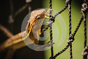 Changeable Lizard. Agamidae Calotes versicolor on net