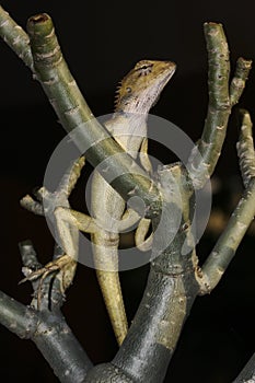 Changeable lizard, Calotes versicolor photo