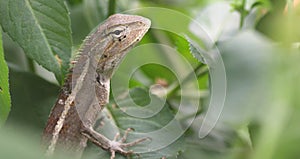 Changeable Lizard (Calotes Versicolor) on The Leaves under Sunlight