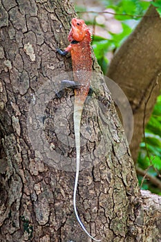 Changeable lizard Calotes versicolor on Pigeon Island National Park near Nilaveli village in Sri Lank