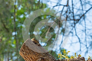 Changeable Lizard camouflage itself for survive