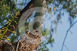 Changeable Lizard camouflage itself for survive