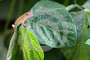 Changeable lizard on leaf photo