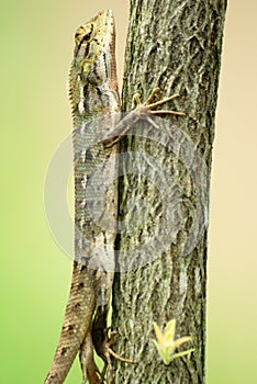 changeable lizard in a tree