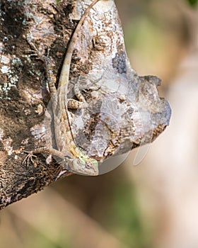 Changeable lizard on a tree at Yala National Park photo
