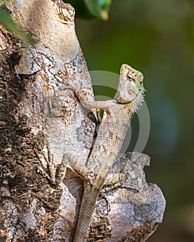 Changeable lizard on a tree at Yala National Park photo