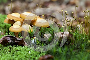 Changeable pholiota - Kuehneromyces