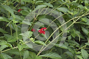 Changeable velvetberry plants