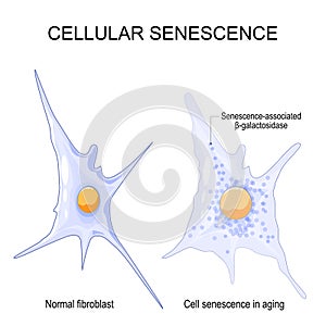 Changes senescent cells During ageing