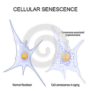 Changes senescent cells During ageing photo