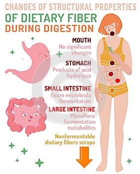 Changes of structural properties of dietary fiber during digestion. Healthcare, anatomy, medicine image.