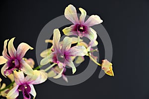 Changi Orchid flowers isolated on dark background.