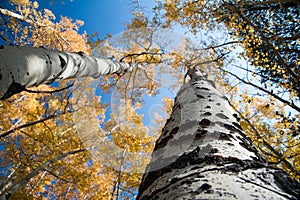 Changing Aspens from below