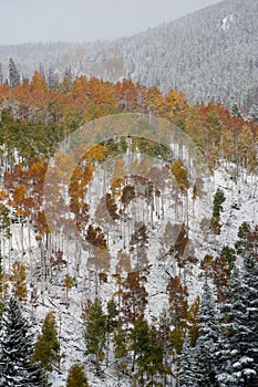 Changing Aspens in Snow