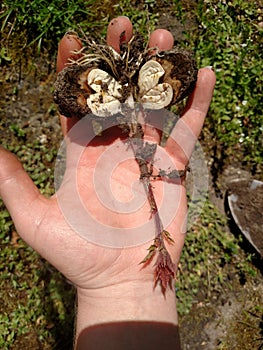 Changing Climate - one tree at a time