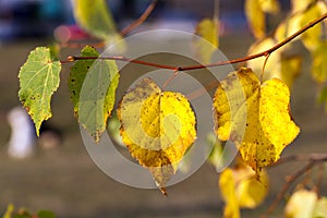 changing color birch in the autumn season