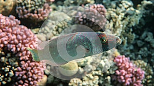 Changing color fish - Cheek-lined wrasse Oxycheilinus digramma