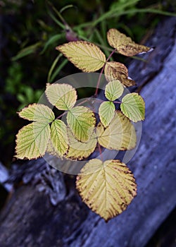 Changing color leaves in Autumn.