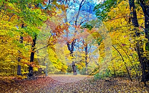 Changing colors in Canada in Autumn.