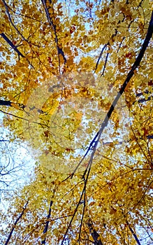 Changing colors in Canada in Autumn.