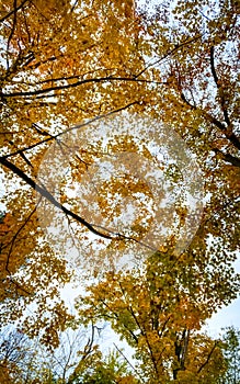 Changing colors in Canada in Autumn.