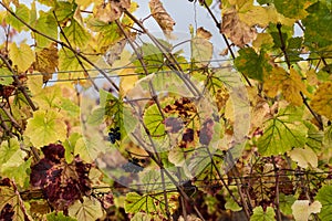 Changing colors in the fall vineyard photo