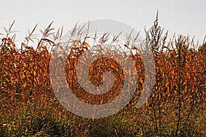 Changing colors of leaves in fall
