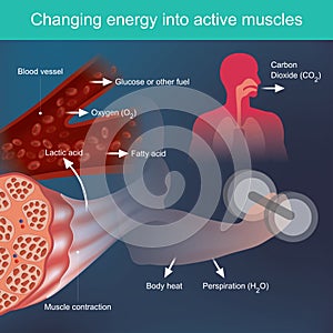 Changing energy into active muscles