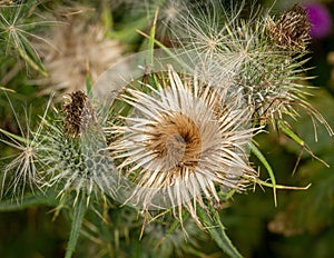 Changing face of thistles