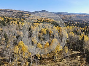 Changing fall colors of aspen trees in Northern New Mexico