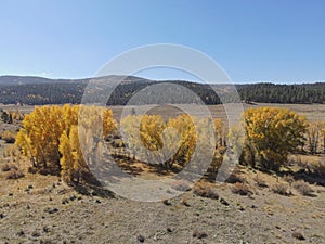 Changing fall colors of trees in Northern New Mexico