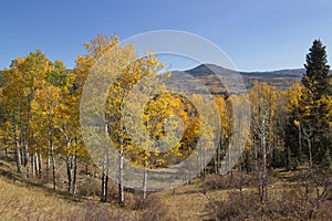 Changing fall colors of the trees in the Northern New Mexico mountains