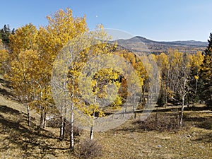 Changing fall colors of the trees in the Northern New Mexico mountains