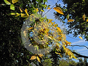 CHANGING LEAVES IN AUTUMN AGAINST A BLUE SKY