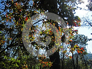 CHANGING LEAVES IN AUTUMN AGAINST SUNLIGHT AND BLUE SKY