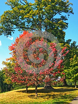 Changing Leaves of Autumn, Hyde Park New York