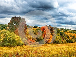 Changing Leaves of Autumn, Hyde Park New York