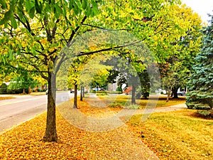 Changing Leaves of Autumn, Hyde Park New York