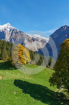 Changing leaves and snowy mountains against crisp green hills with goats near Grindelwald