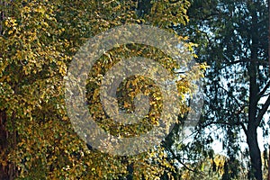 CHANGING LEAVES ON A WHITE STINKWOOD TREE IN AUTUMN