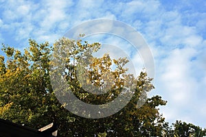 CHANGING LEAVES YELLOWING ON A LARGE WHITE STINKWOOD TREE AGAINST A BLUE SKY WITH FLOCKY