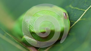 Changing Macro Focal Points Around A Frog`s Head