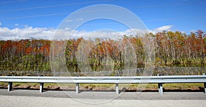Beautiful Florida Maple trees on I-75, also known as Alligator Alley. photo